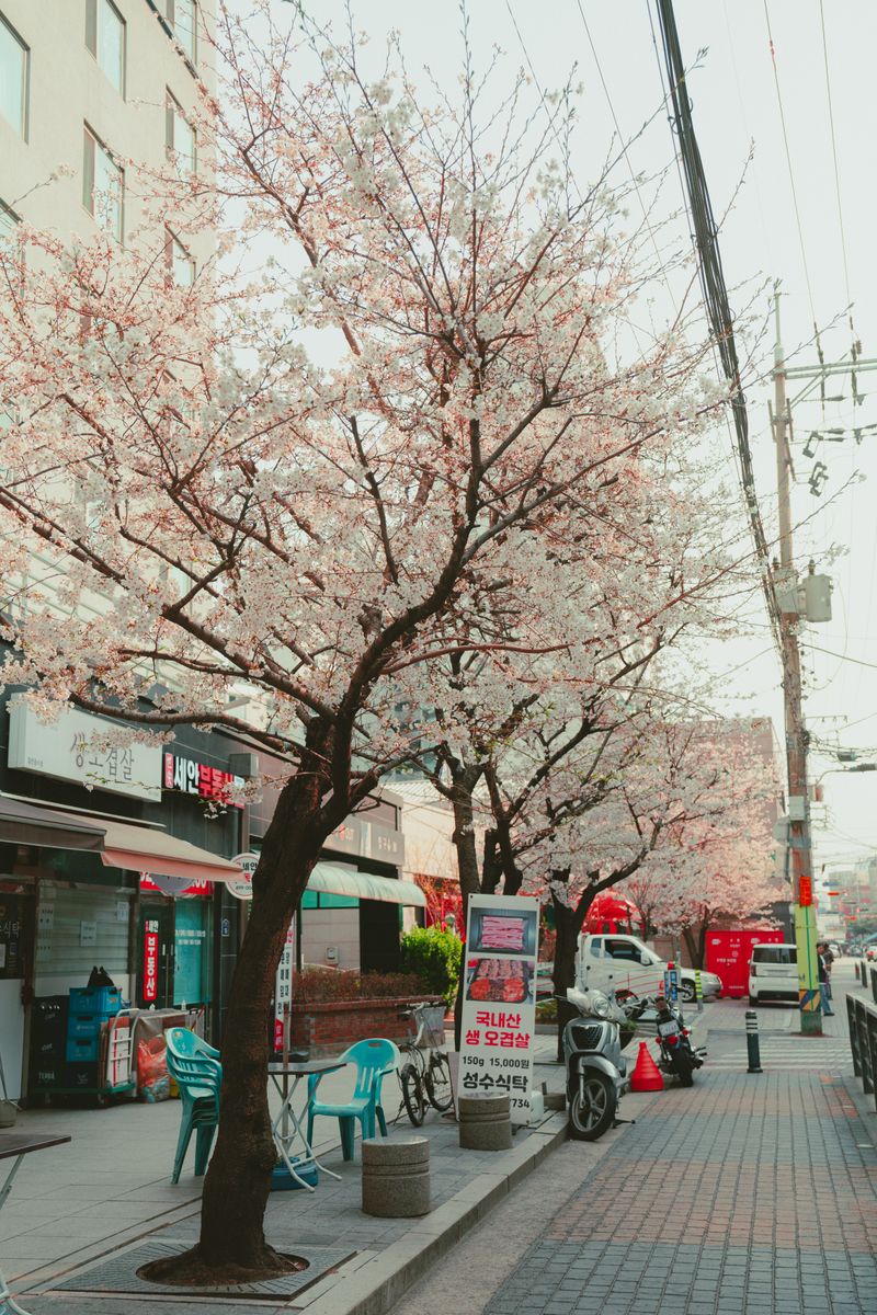 桜が咲く旅先の街並み